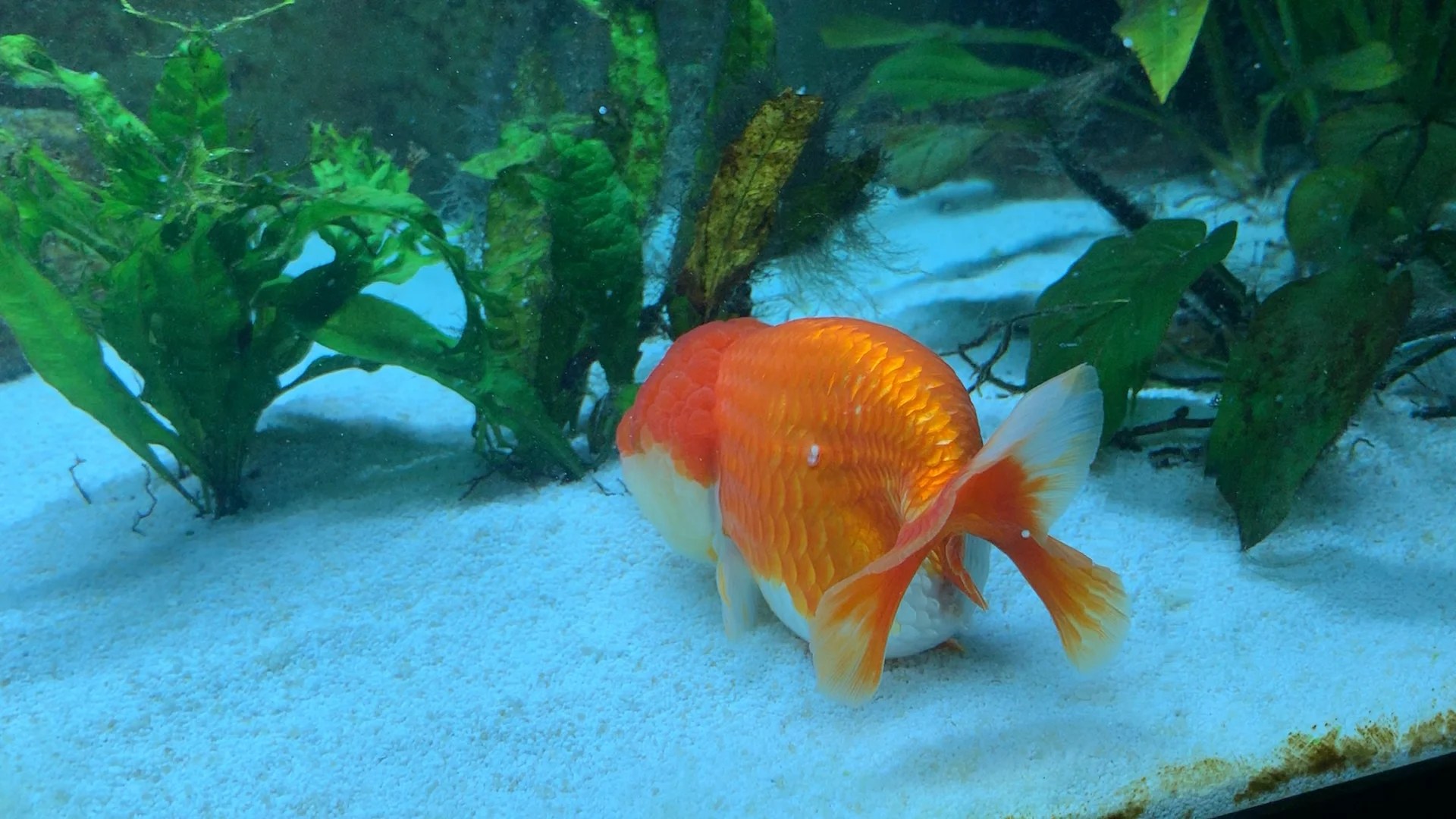 Do Goldfish Lay Eggs? What Do Goldfish Eggs Look Like?