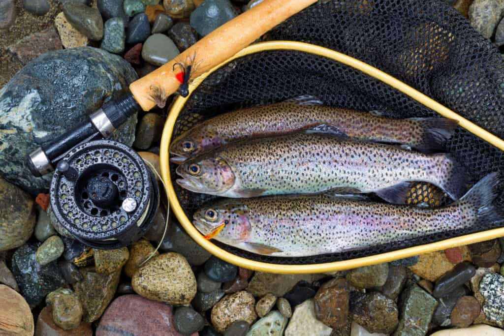 How To Catch Rainbow Trout In Rivers Location & Lures Fish Smartly
