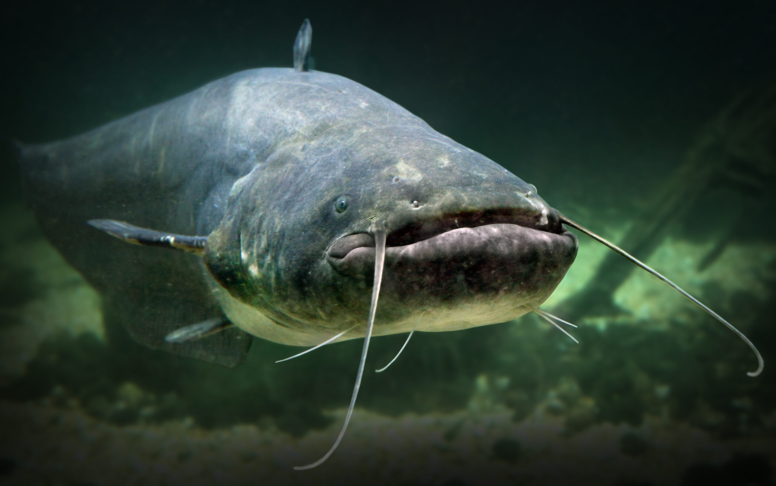 Will Largemouth Bass Eat Catfish? Fearless Freshwater Predators Fish Smartly