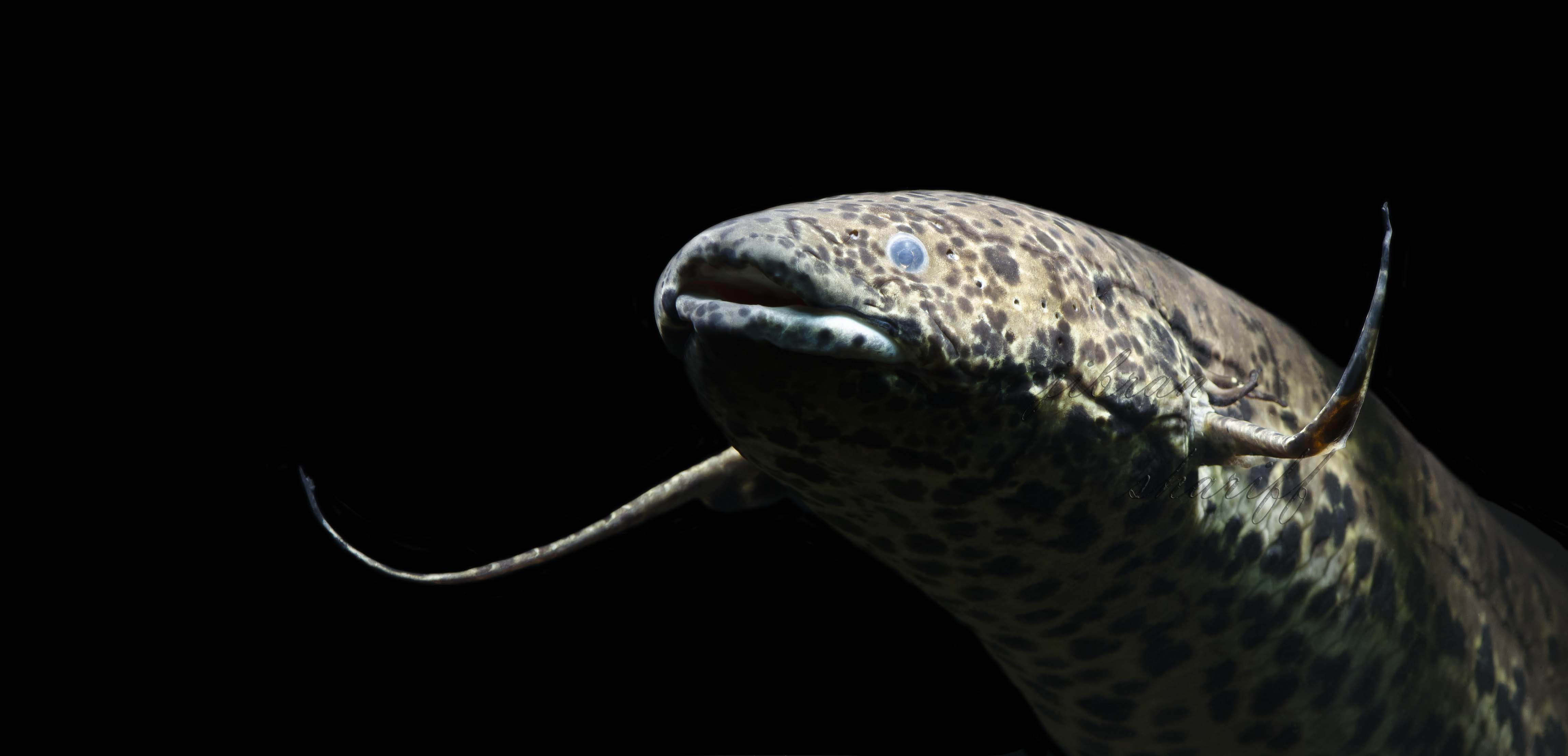 Fish Story, a DIY Aquarium Attraction & Fish Rescue Every fish has a