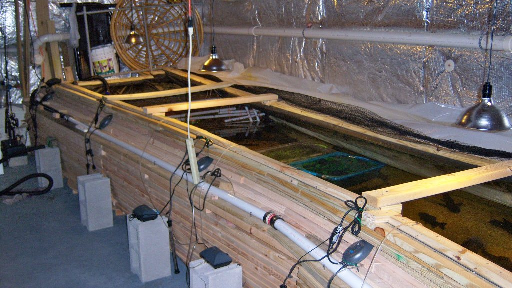 Fish Tank Construction Fish Story, a DIY Aquarium Attraction & Fish