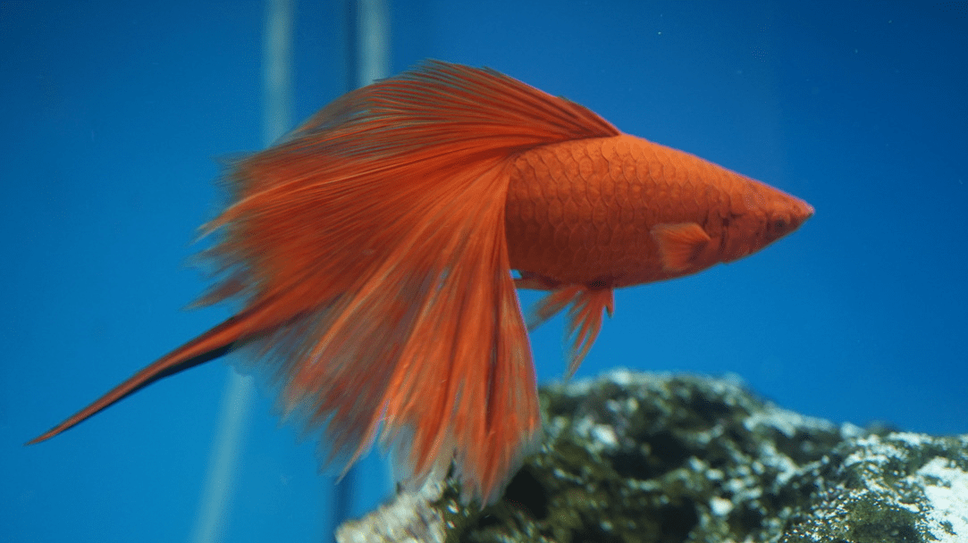 Swordtail Fish Tropical Aquarium Fish Guide {Red/Pineapple Swordtail}