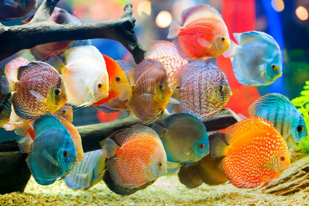 8+ Discus Fish Tank Mates Ideas