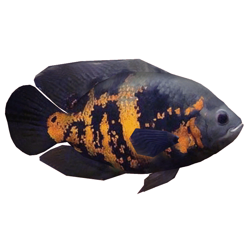Oscar Fish Guide (Care, Breeding, Food, Tank Mates, Life & More)