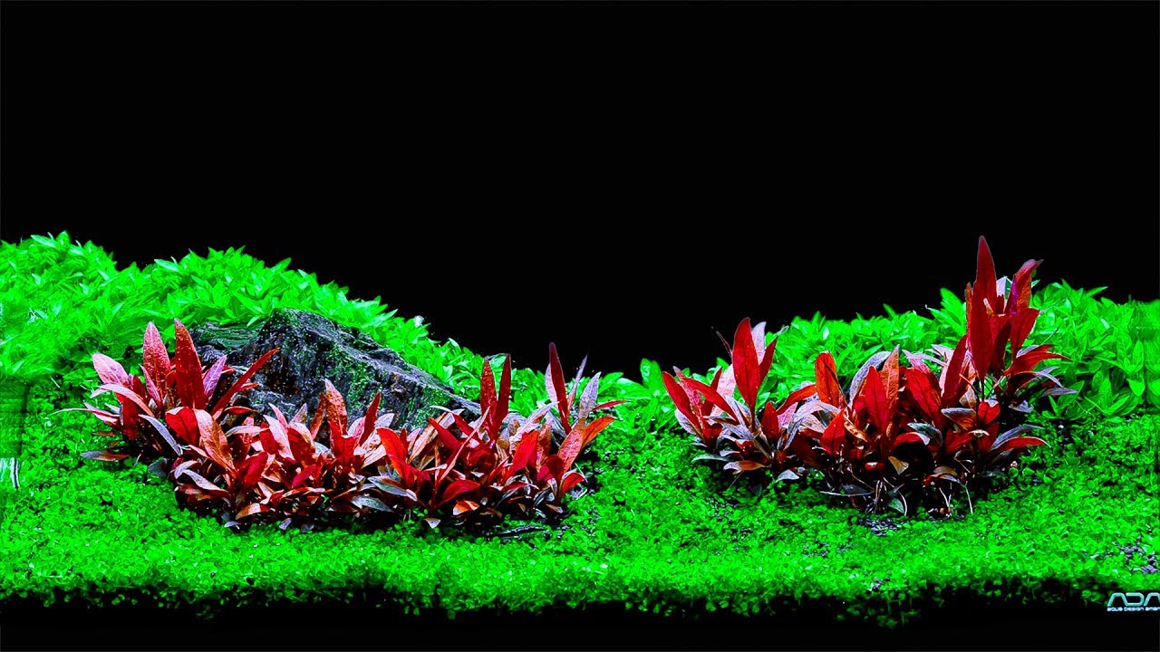Foreground Aquarium Plants Types & Methods of Planting