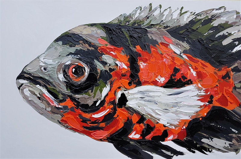 Oscar Fish Guide (Care, Breeding, Food, Tank Mates, Life & More)