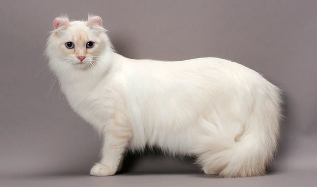American Curl Cat Characteristics, Temperament, Cat Care