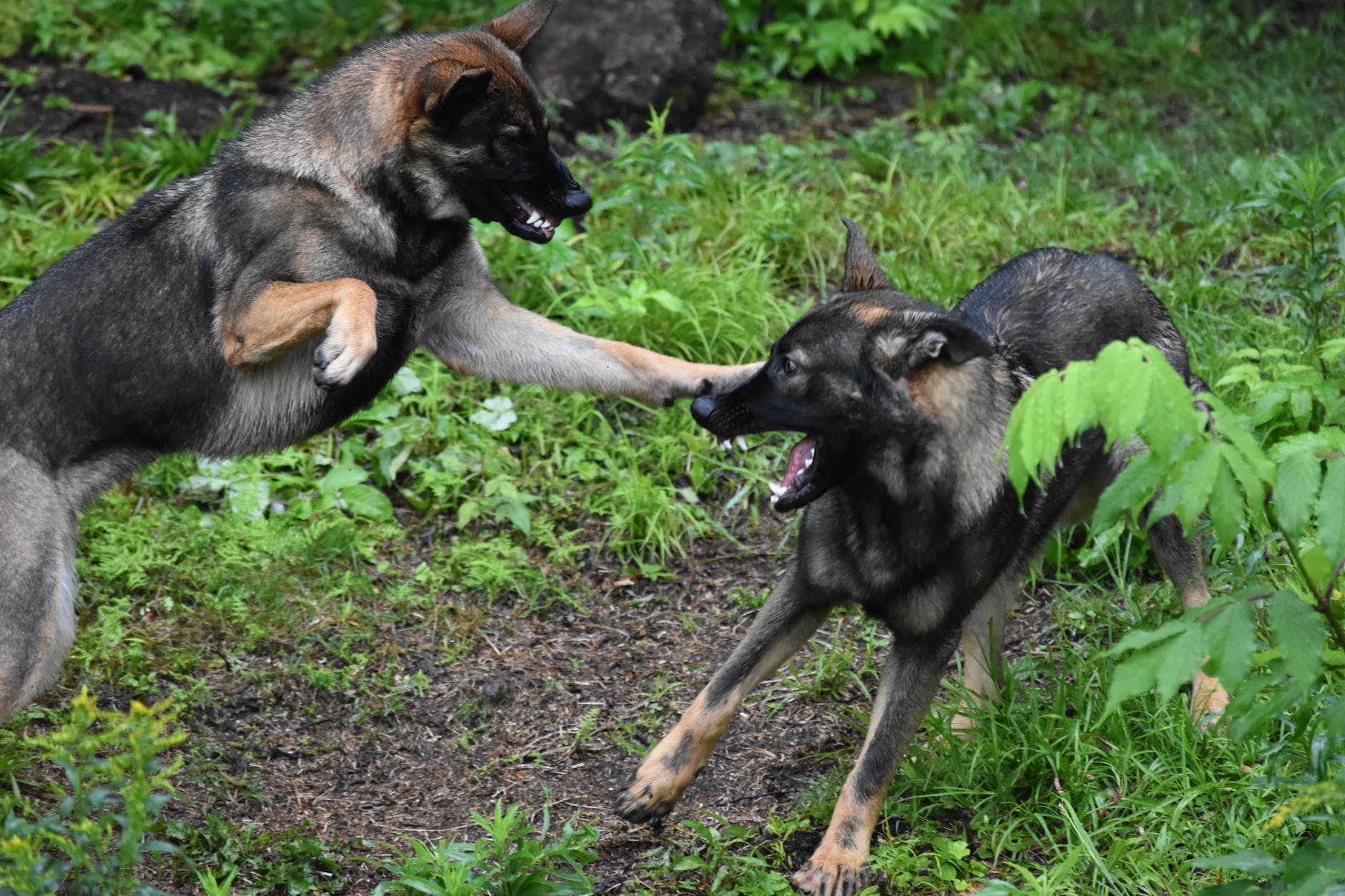 dominant dog behavior ( Signs of Dog Dominant Behaviours)