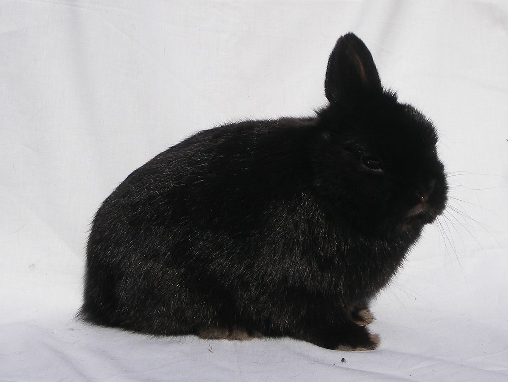 Netherland Dwarf Rabbit History, Basic Health, Characterstics