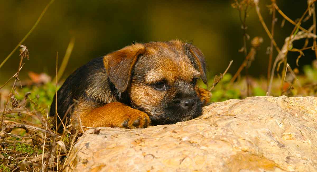 Border Terrier Dog Breed History, Health & Characteristics