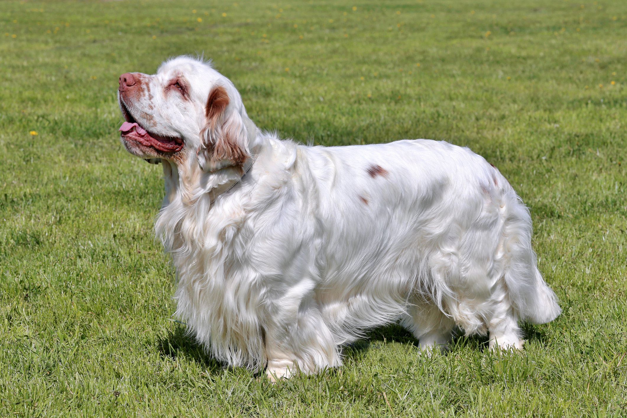 Clumber Spaniel Dog breed Characteristics, Facts, Best Guide