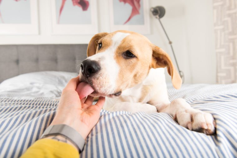 Dog Licking Behaviors Why Do Dogs Lick People?