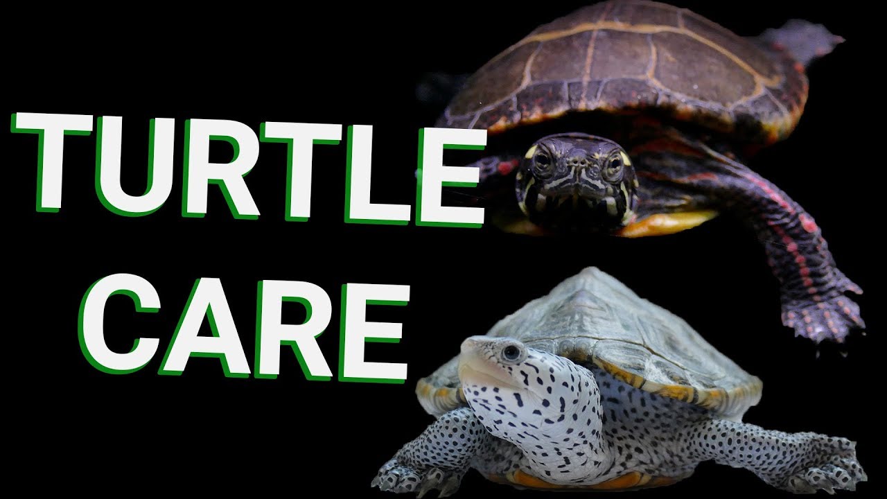 Everything You Need To Know About a Turtle care