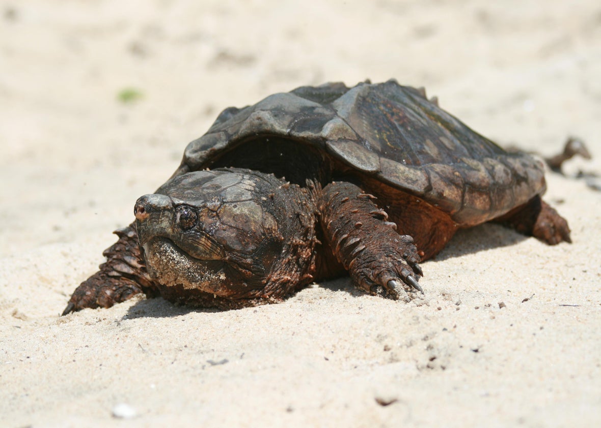 Snapping Turtles (Diet & feeding, Life minutiae And Basic Facts)