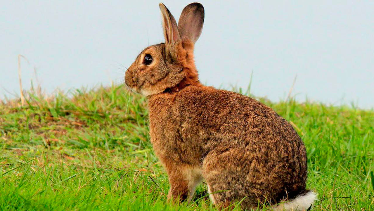 Best Information About Rabbit Diseases & Treatment