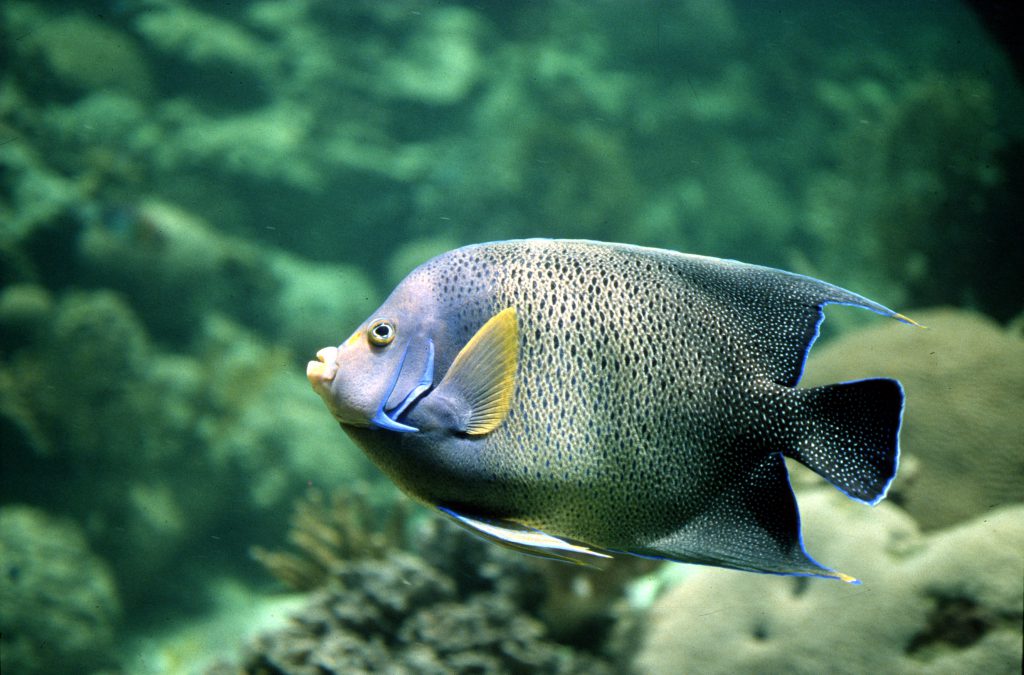 Tropical Fish For Beginners Best Information & Guide