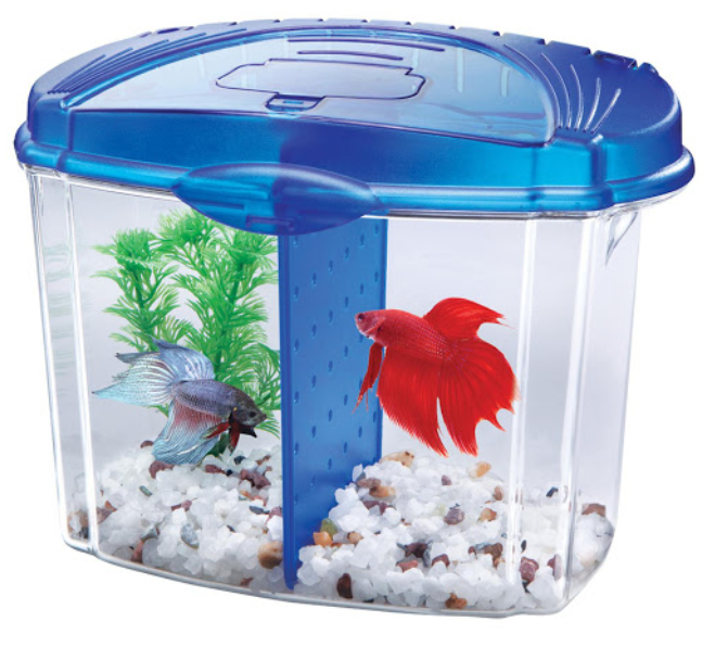 Information About Betta Fish Tank Maintenance & Guide