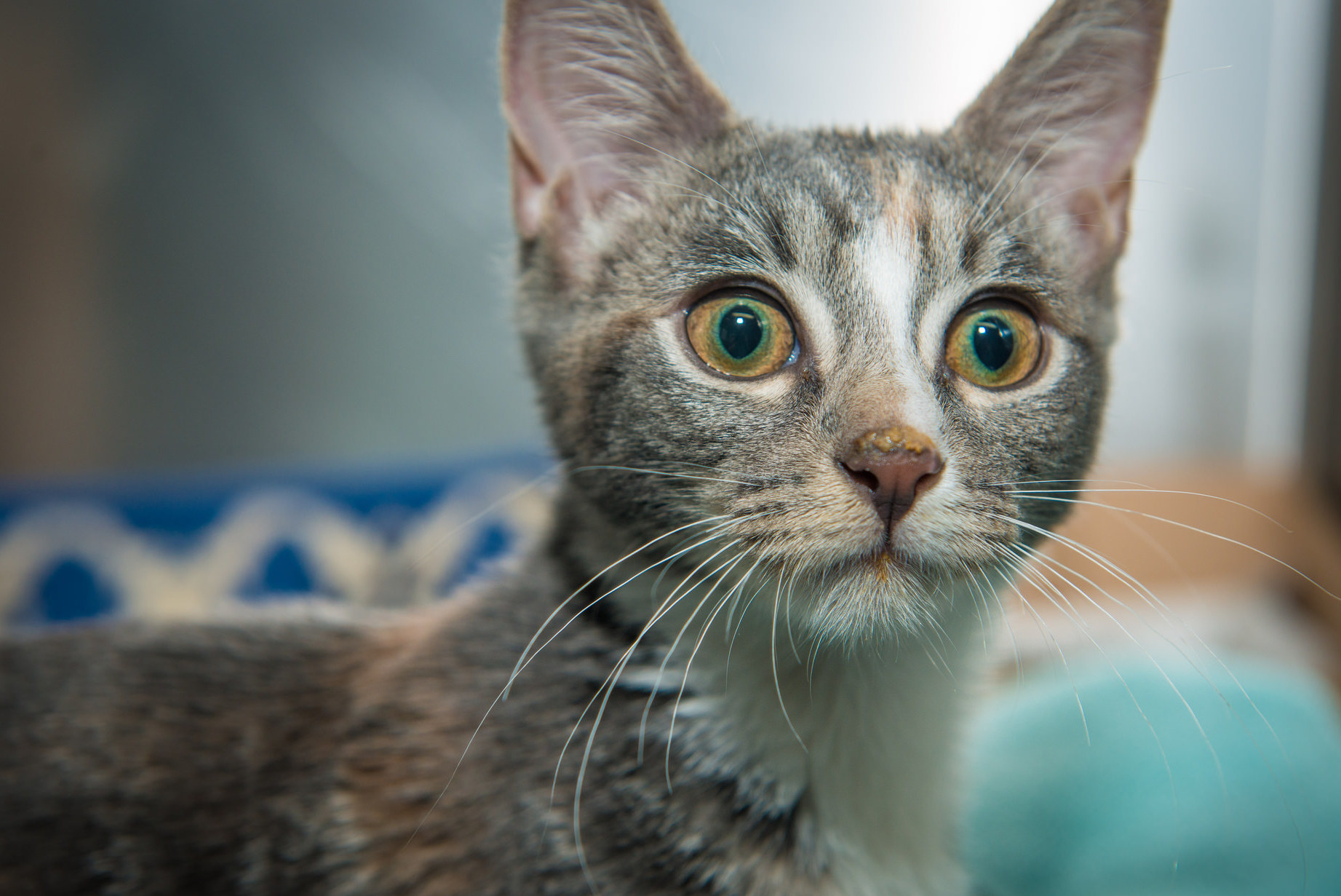 Cat Runny Nose Eyes & Sneezing Symptoms + Causes