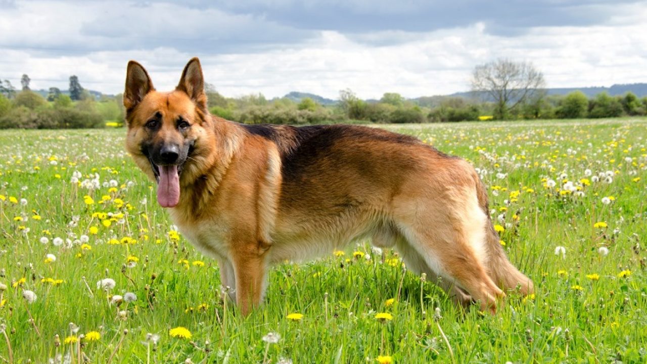 German Shepherd Dog Breed History, Health, Characteristics