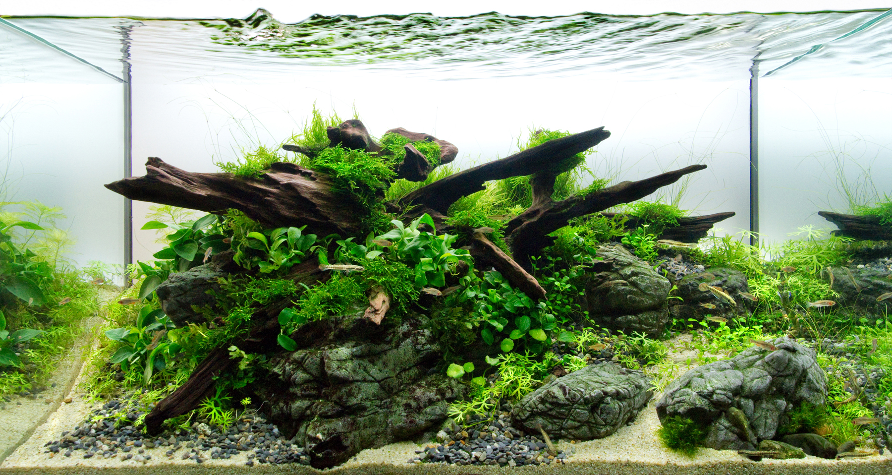Rock in Aquascaping Best Aquarium Hardscape Rock and Wood