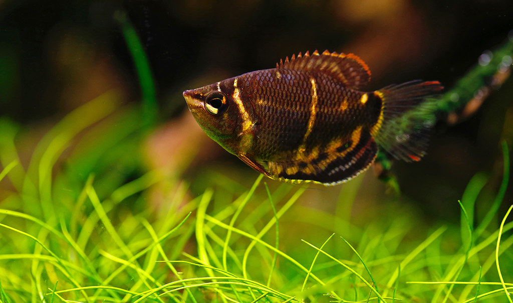 Chocolate Gourami Fish Breed A Guide on Caring for Gourami