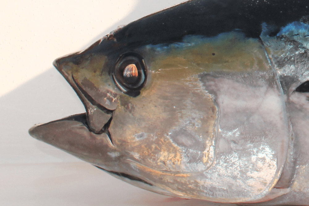 How to Fish for Bigeye Tuna FishTalk Magazine