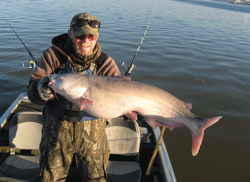 Blue Catfish Bait