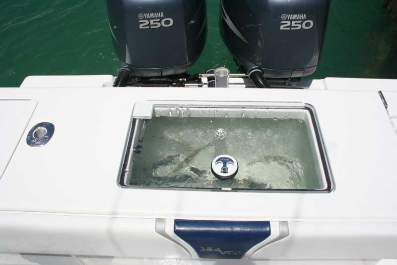 How to Catch Your Own Bait FishTalk Magazine