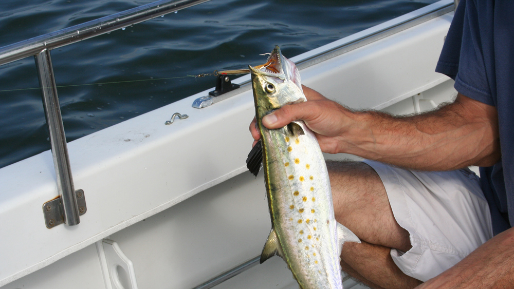 Fishing for Spanish Mackerel FishTalk Magazine