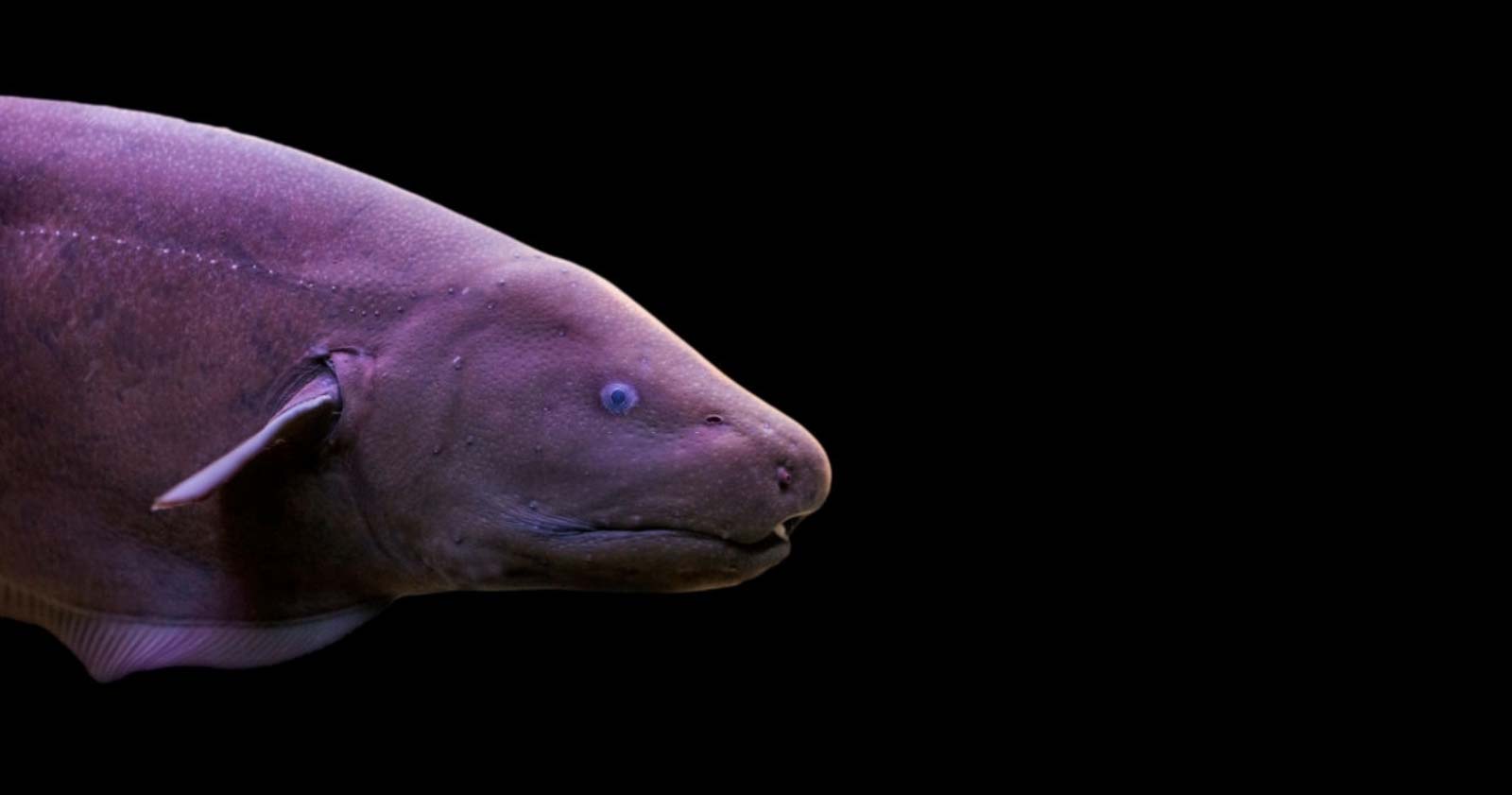 Black Ghost Knifefish Care, Breeding & Electrolocation Fishtank Expert