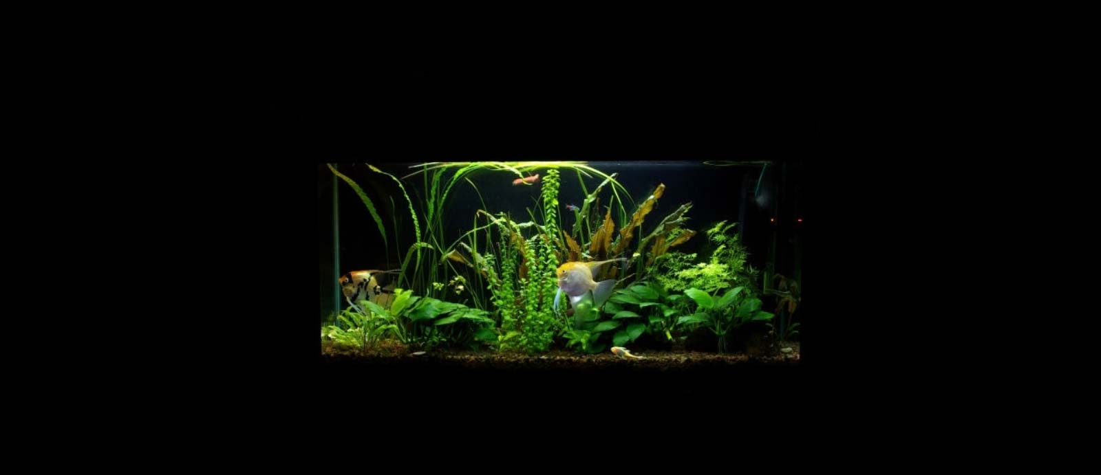 Top 10 Fish for Desktop Fish Tanks Fishtank Expert