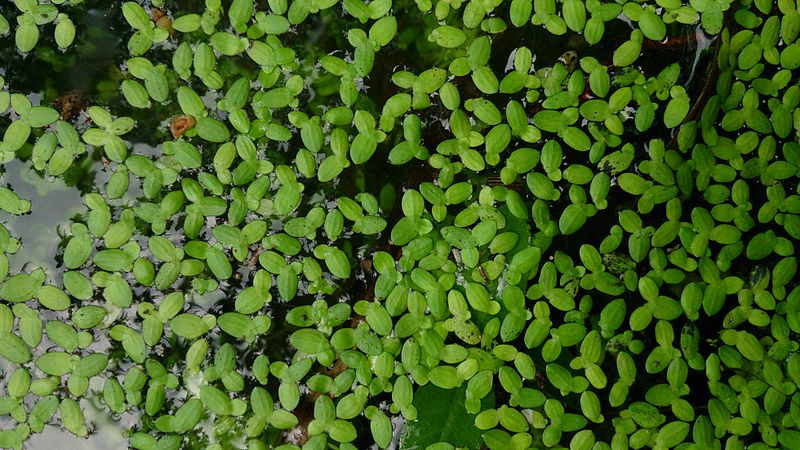 Best Low Maintenance Floating Plants for Beginners Fish Tank Advisor