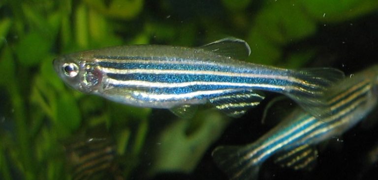 Fish That Don’t Need a Filter Fish Tank Authority