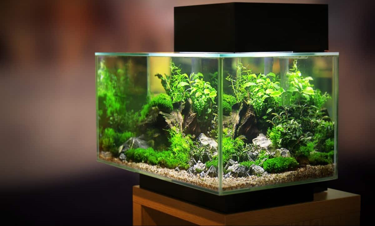 15 Best Fish Tank Decor Ideas For Your Aquarium