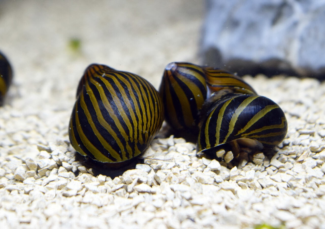 Ultimate Nerite Snails Care Guide Lifespan, AlgaeEating, Eggs