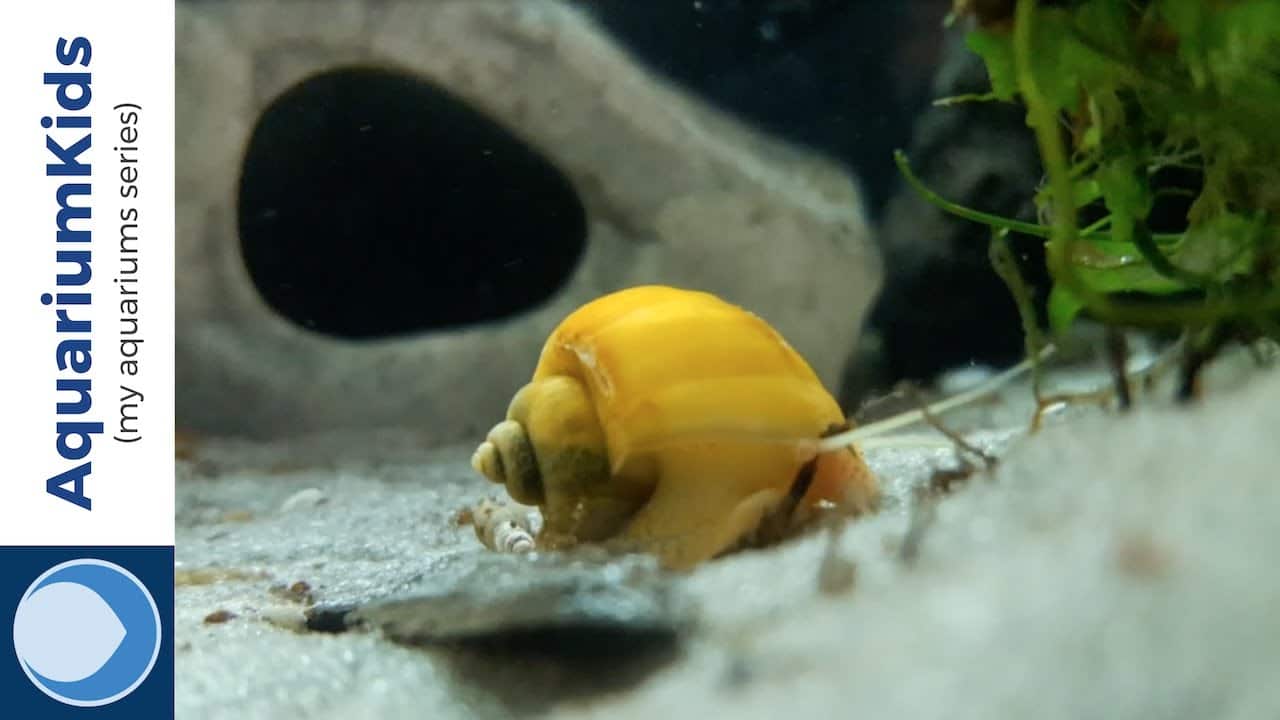 Gold Inca Snail Care Eggs, Feeding, Size, Lifespan » Fish Tank Basics
