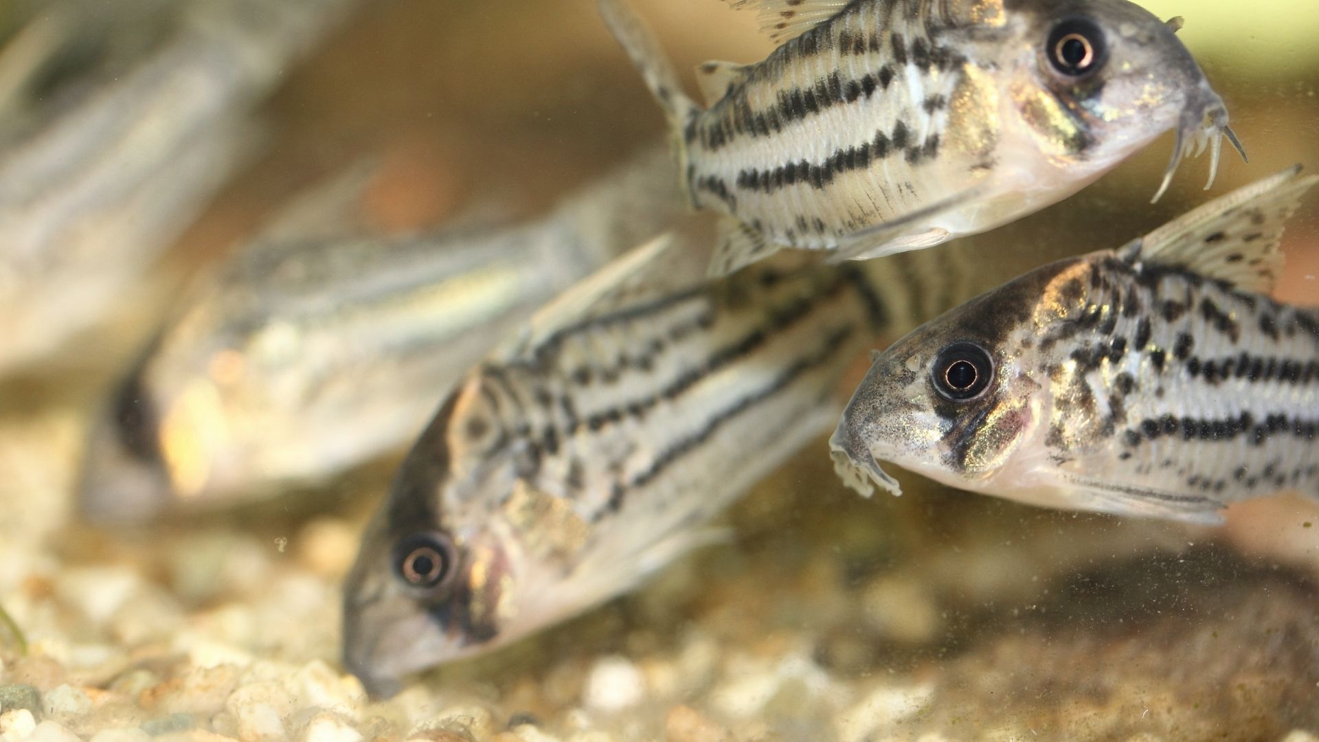 Best Goldfish Tank Mates (5 Is My Favorite)