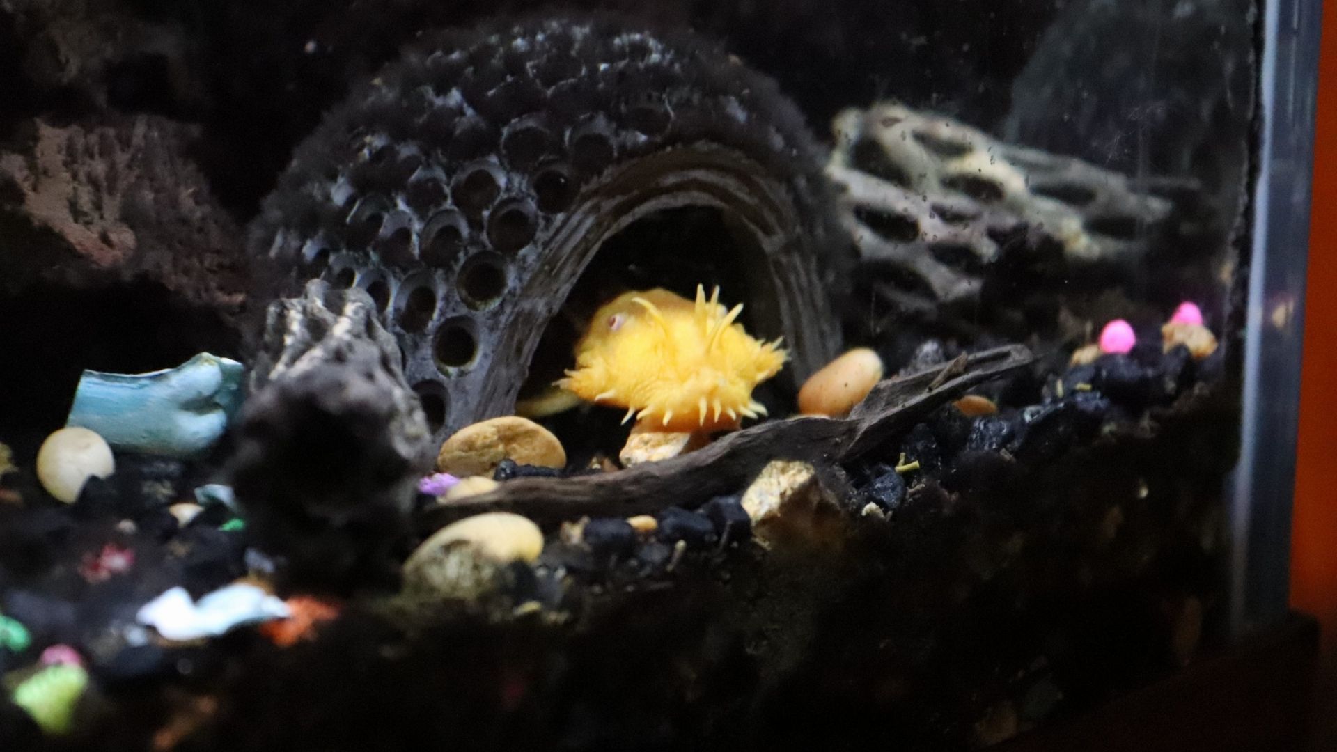 Best Goldfish Tank Mates (5 Is My Favorite)