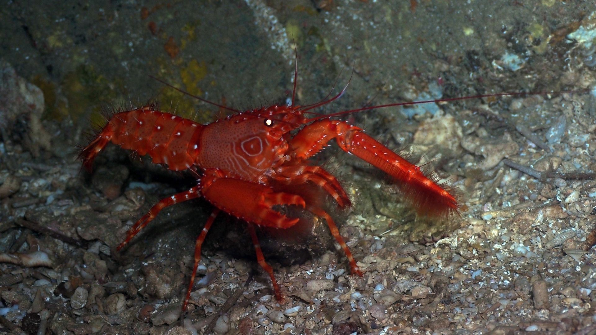 Types of Lobsters (3 Is Shocking Without Claws)