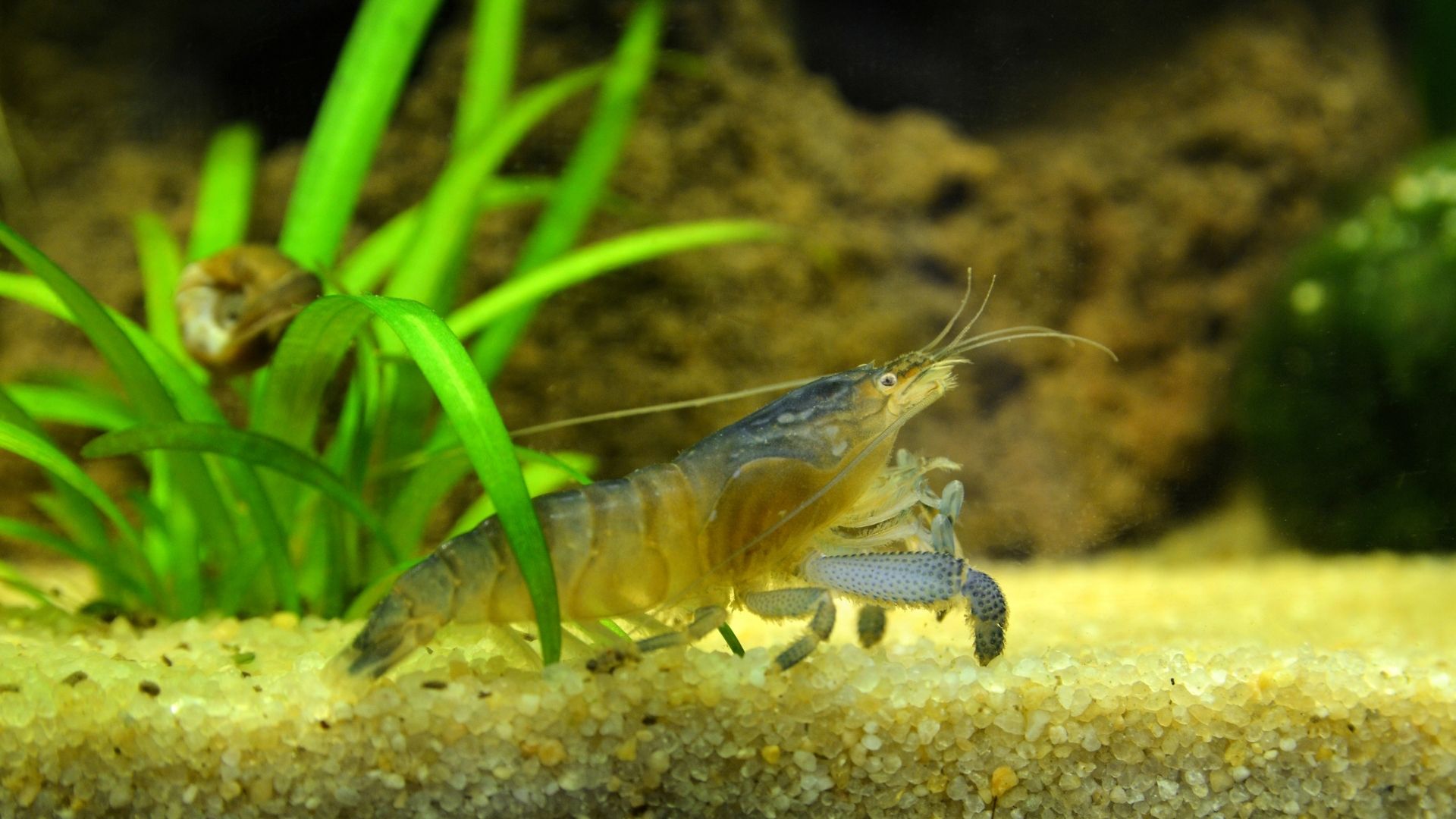 Best Vampire Shrimp Care Tank, Lifespan, Food