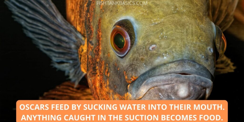 A Complete Oscar Fish Care Guide