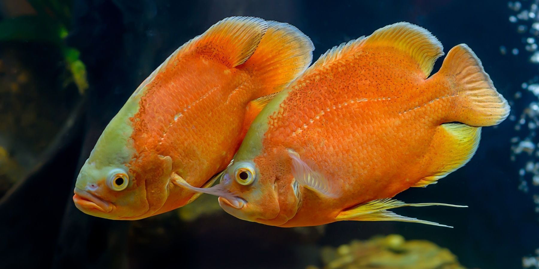 A Complete Oscar Fish Care Guide