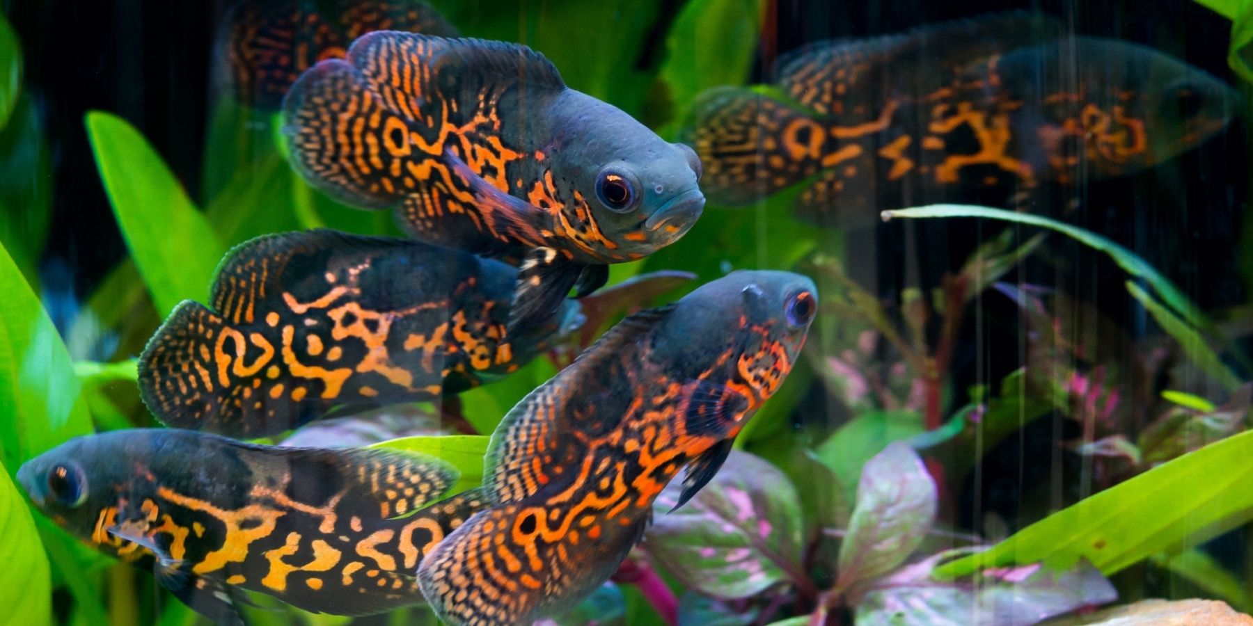 A Complete Oscar Fish Care Guide
