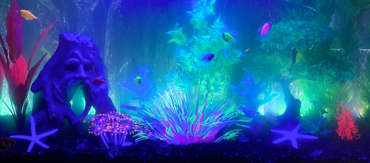 The 5 BEST Glofish Tank Decorations Fishtank Expert
