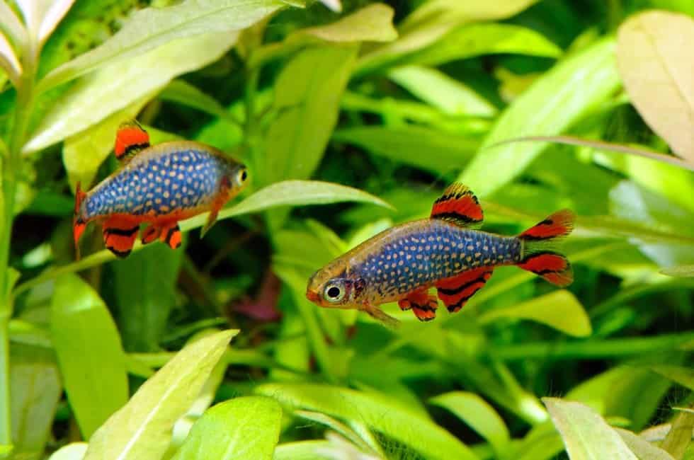 Celestial Pearl Danio Care, Diseases & Breeding Guide Fish Tank Master