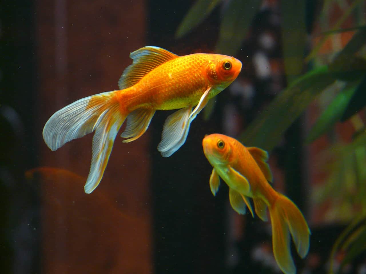 20 Most Popular Types of Goldfish With Care Guide & Pictures Fish