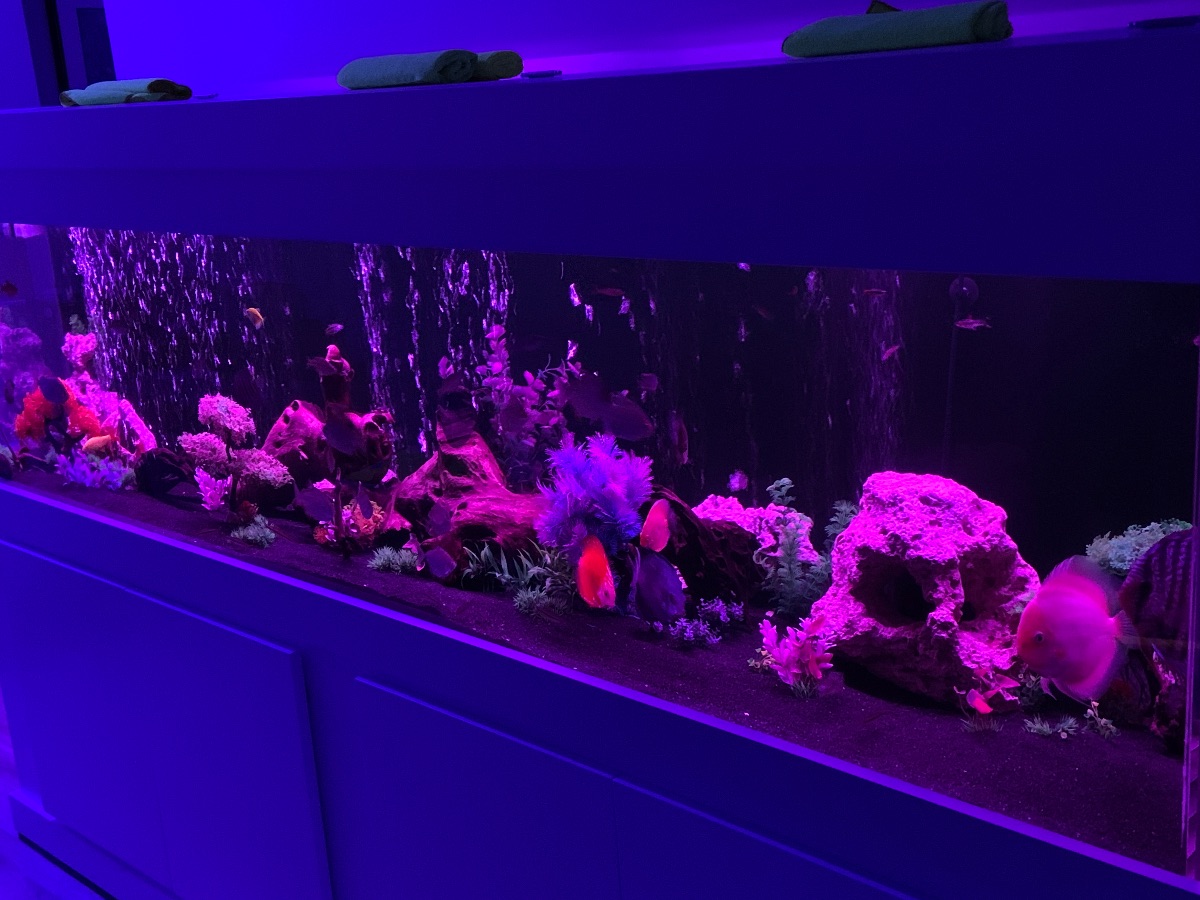Jess’s 240g Discus Community Tank Show Us Your Tanks