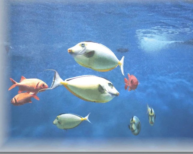 How Long Do Fish Tanks Last?