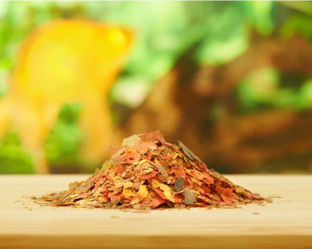 Can Tropical Fish Eat Human Food?