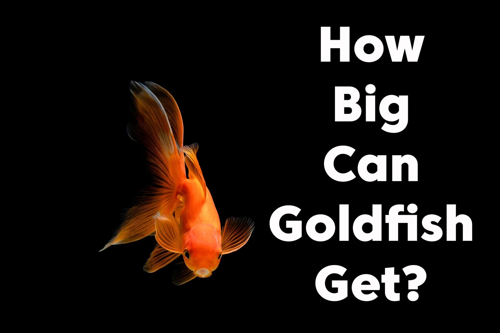 Why Do Goldfish Turn Black?